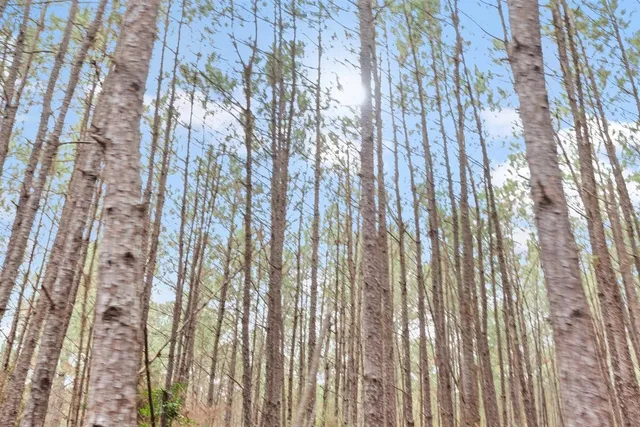 a close up of a plant