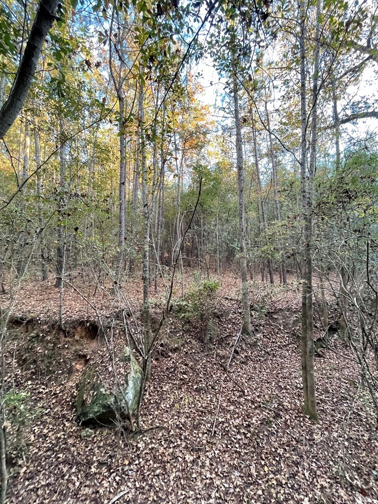 0 Bill Yance Road Webb, AL 36376 - Photo 8 of 15