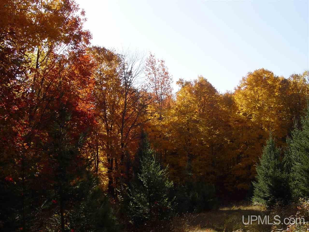 Tbd Tbd Off County Line Road Trout Creek, MI 49967 - Photo 2 of 4