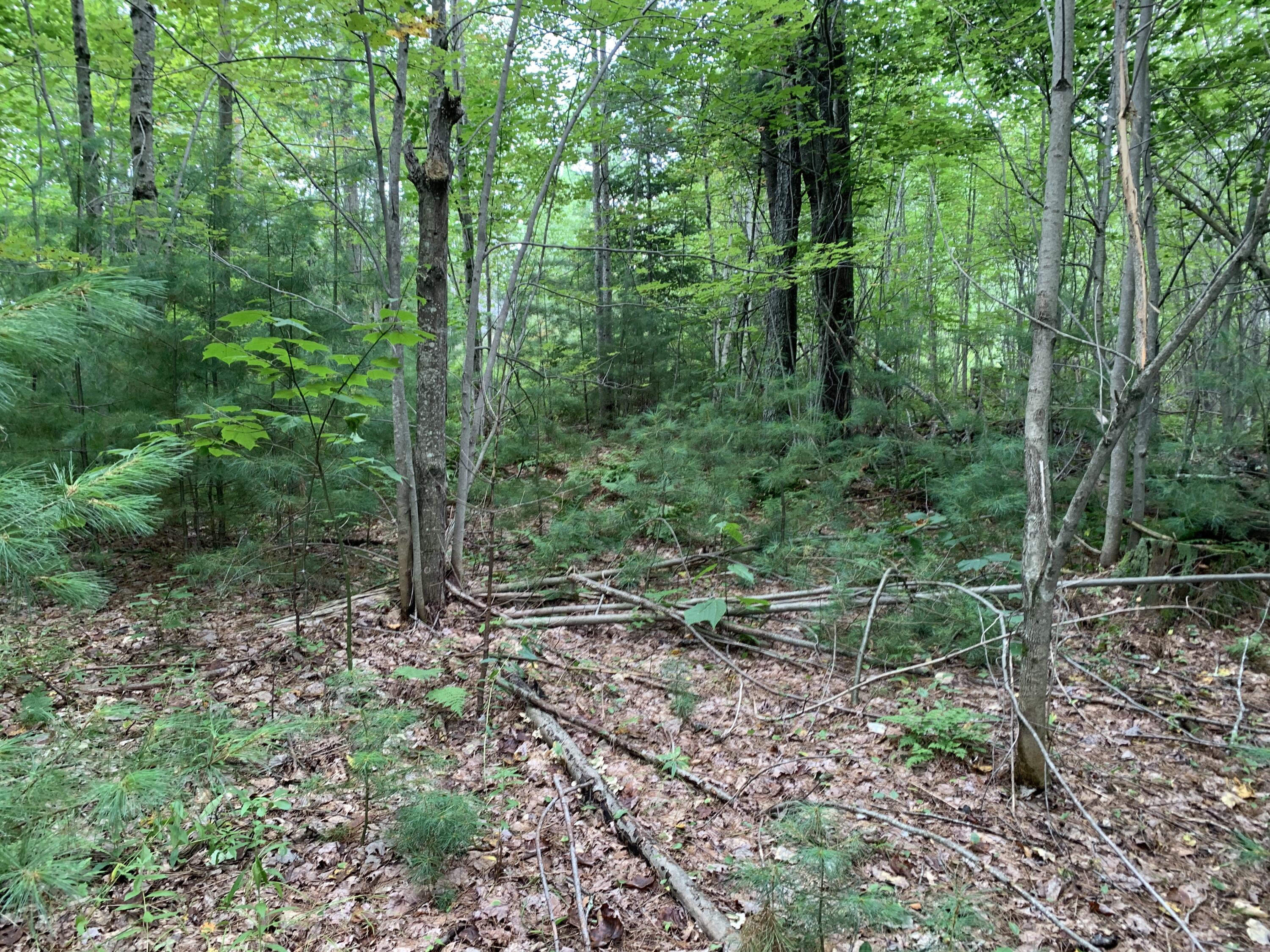 Lot 7 County Road Livermore Falls, ME 04254 - Photo 2 of 6 IMG_3929