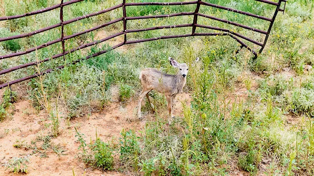 $210,000 | 17616 North Private Road 2220, Abernathy, TX 79311