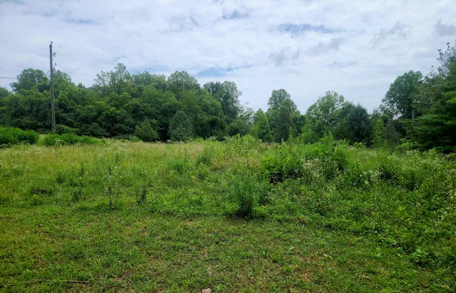 a view of a big yard with large trees