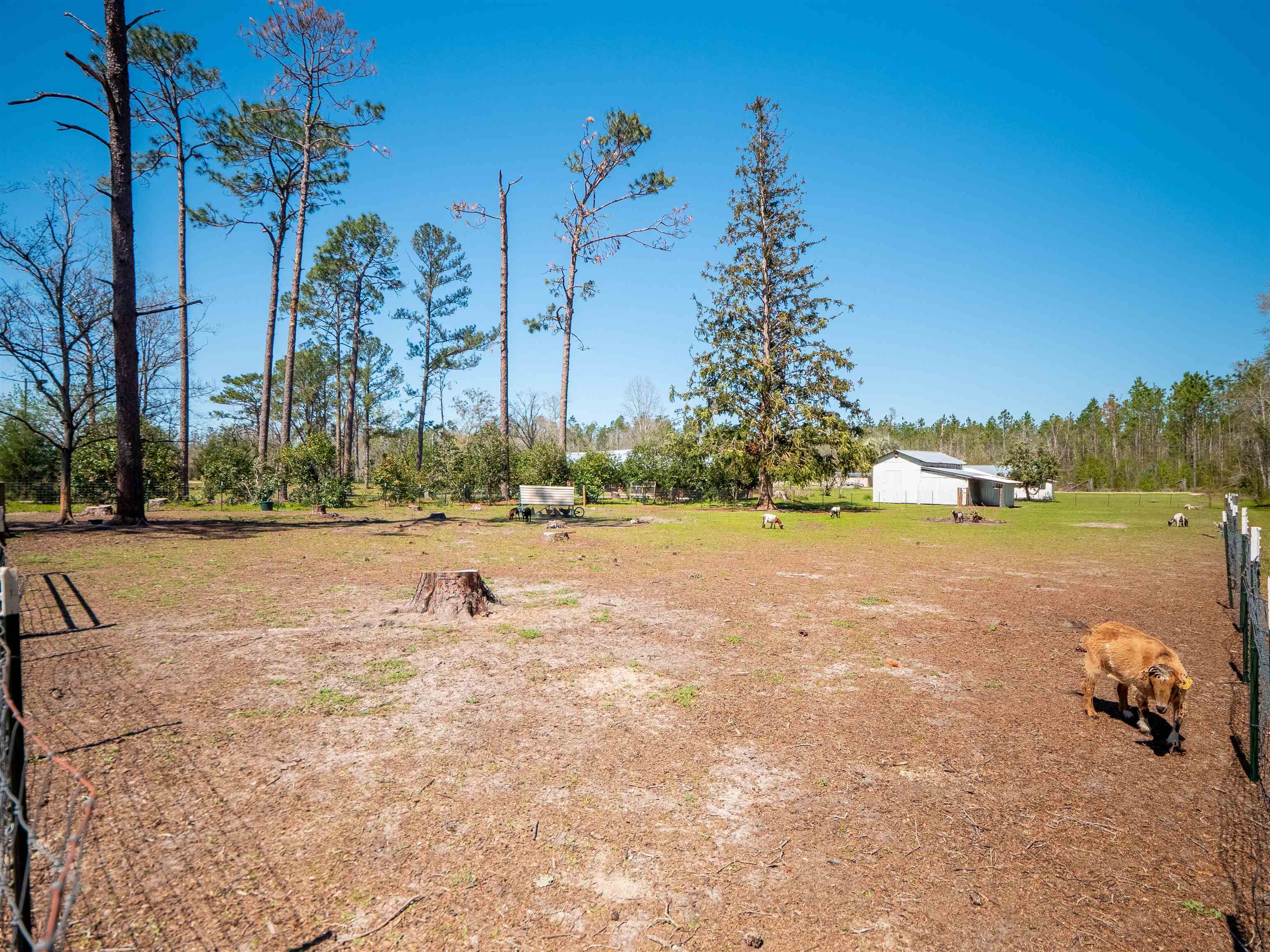 6753 Highway 90 Lee, FL 32059 - Photo 5 of 42