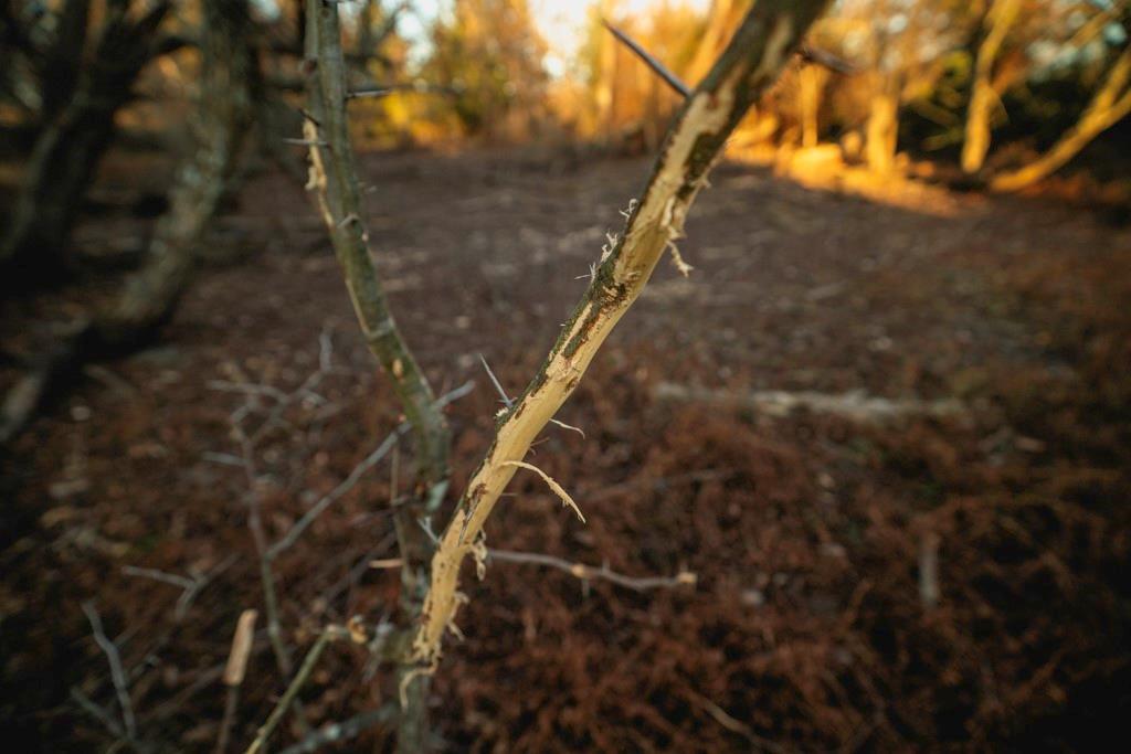 0 Lone Star Road Paola, KS 66071 - Photo 30 of 60