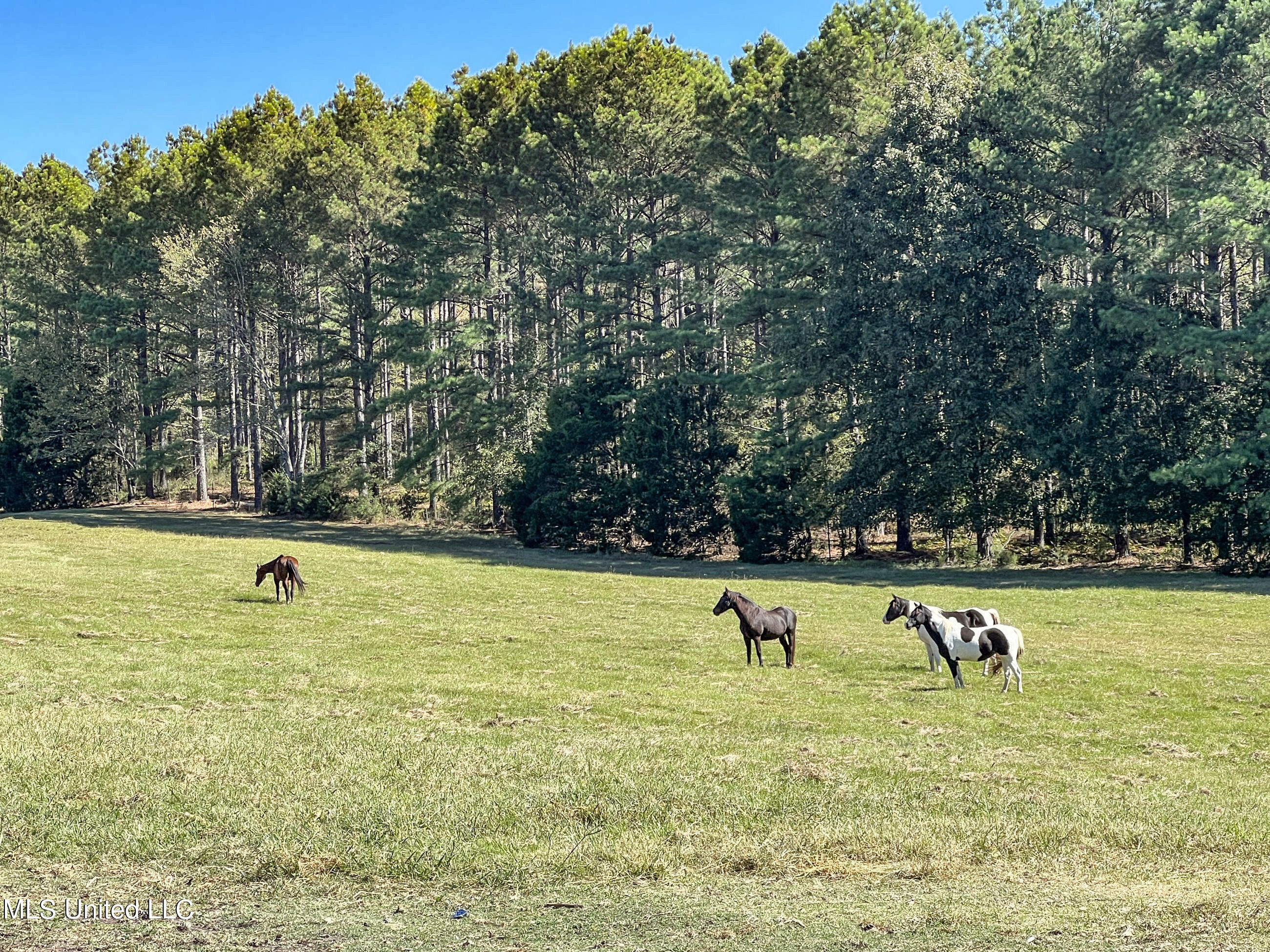 2433 John Branch Road Sardis, MS 38666 - Photo 39 of 172 2dvjb15