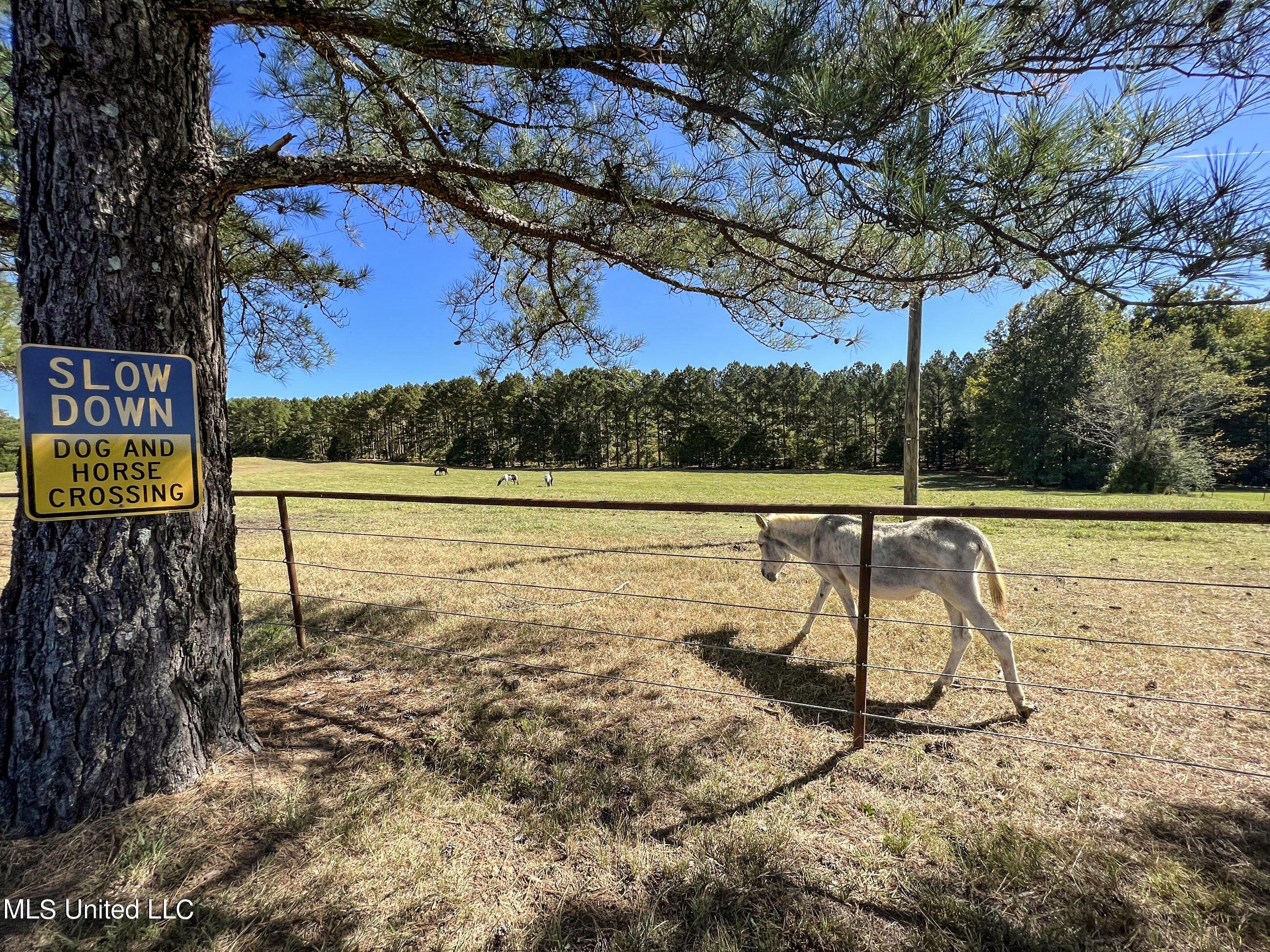 2433 John Branch Road Sardis, MS 38666 - Photo 46 of 172 2dvjb27