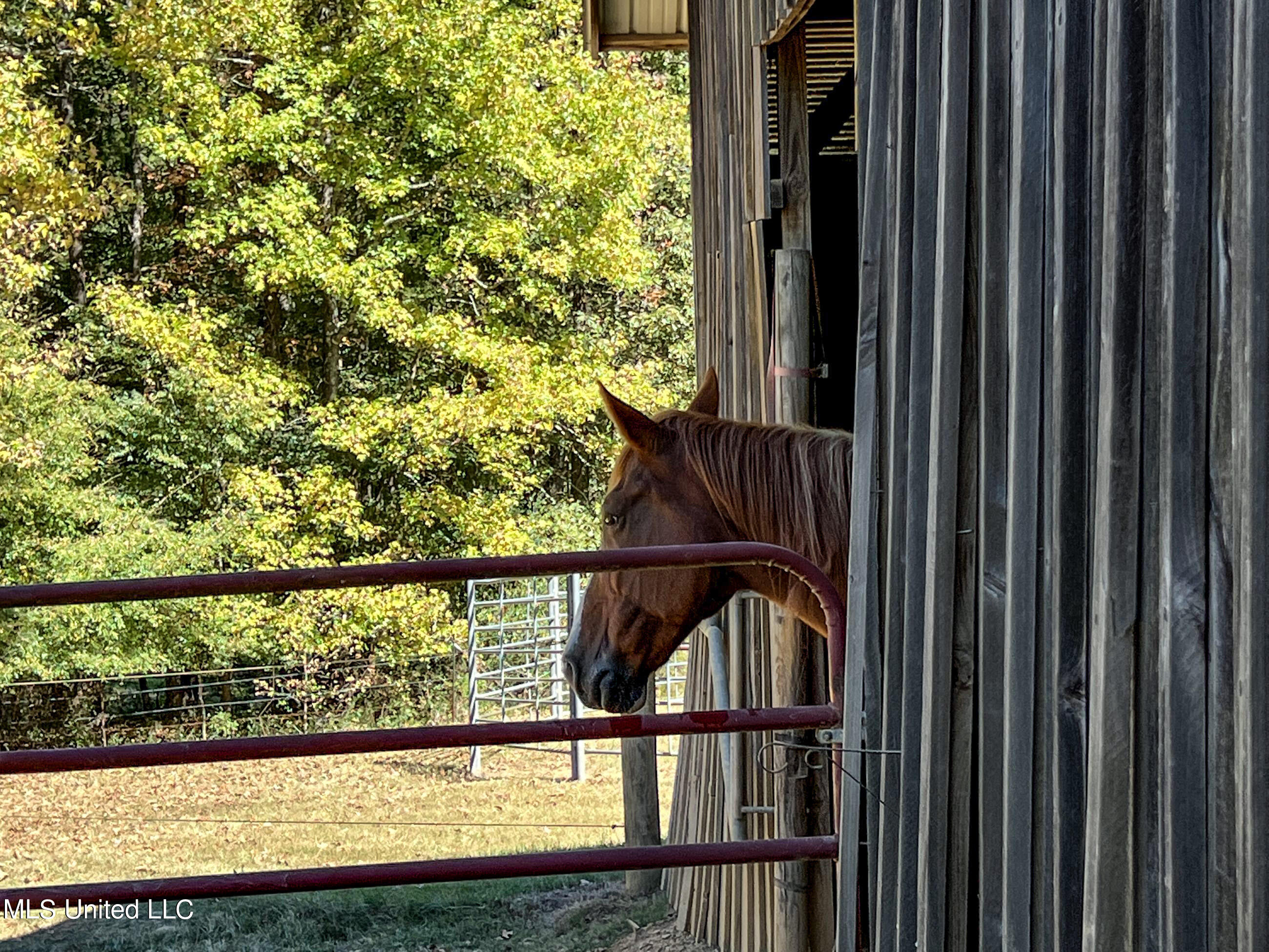 2433 John Branch Road Sardis, MS 38666 - Photo 66 of 172 2dvjb72