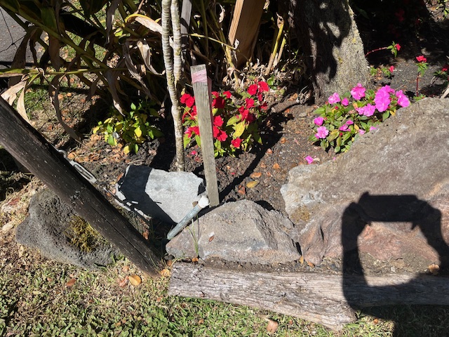 671 7th Street Volcano, HI 96785 - Photo 5 of 14 Gallery Image 5