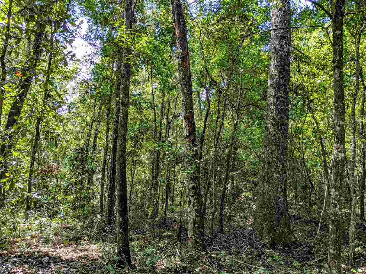 287 Nash Road Lamont, FL 32336 - Photo 12 of 21 Gallery Image 12
