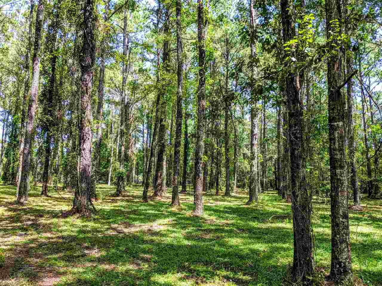 287 Nash Road Lamont, FL 32336 - Photo 10 of 21 Gallery Image 10