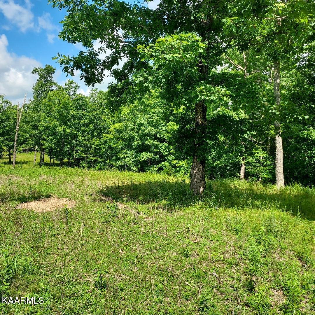 Bear Creek Road Oneida, TN 37841 - Photo 17 of 19 thumbnail (8)