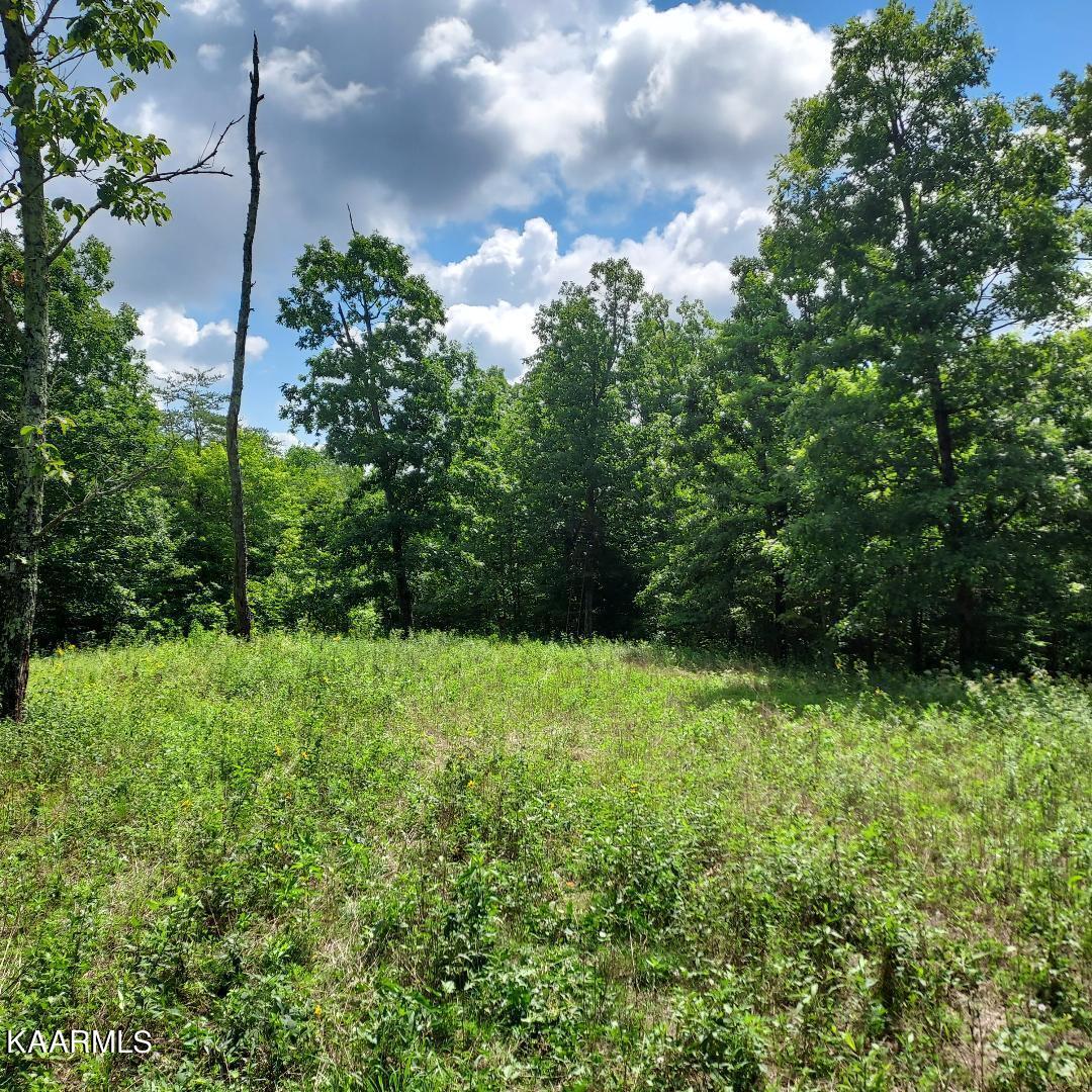 Bear Creek Road Oneida, TN 37841 - Photo 3 of 19 thumbnail (2)