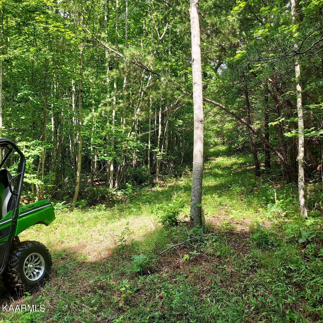 Bear Creek Road Oneida, TN 37841 - Photo 6 of 19 thumbnail (9)