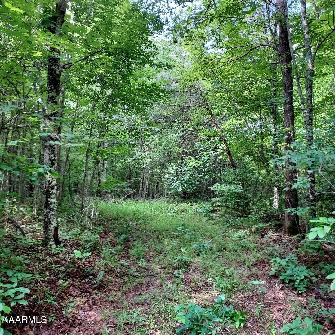 Bear Creek Road Oneida, TN 37841 - Photo 7 of 19 thumbnail (3)