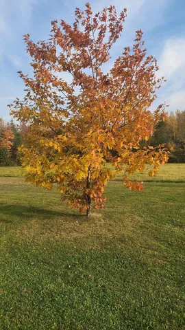 $475,000 | 12502 Van Horn Road, Floodwood, MN 55736