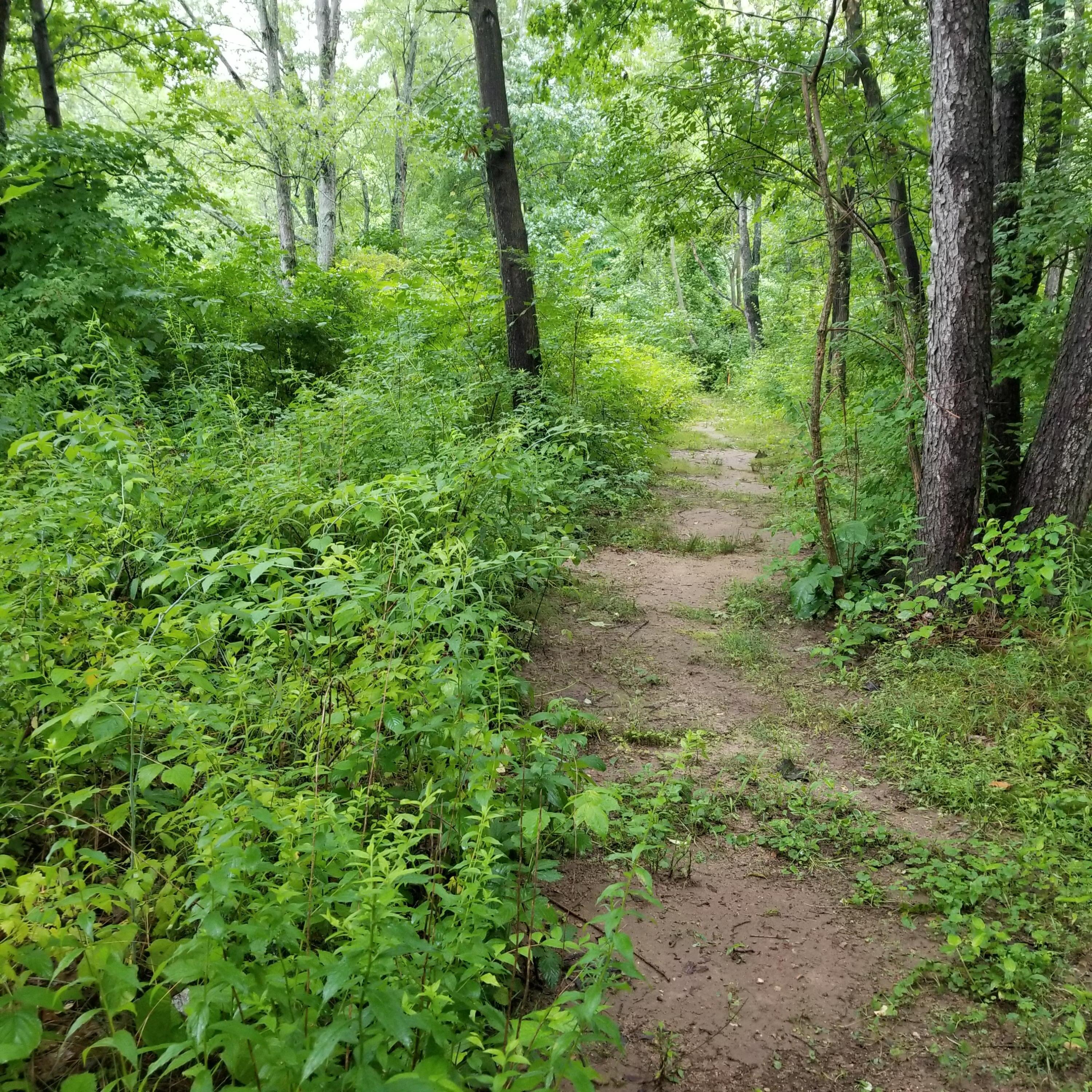 10170 Range Line Road Berrien Springs, MI 49103 - Photo 66 of 98 20210717_074322 - Copy
