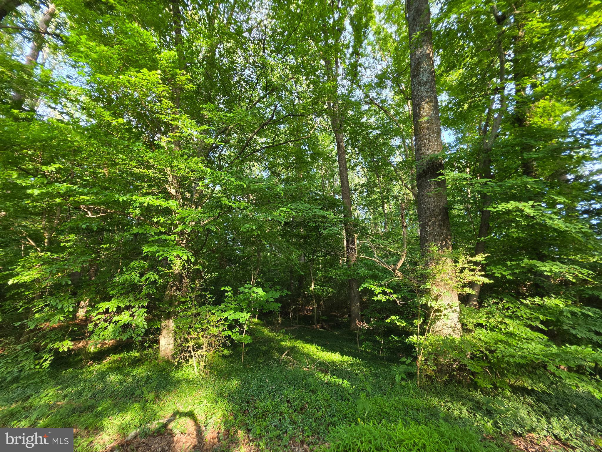 Old Ridge Road Montpelier, VA 23192 - Photo 16 of 17