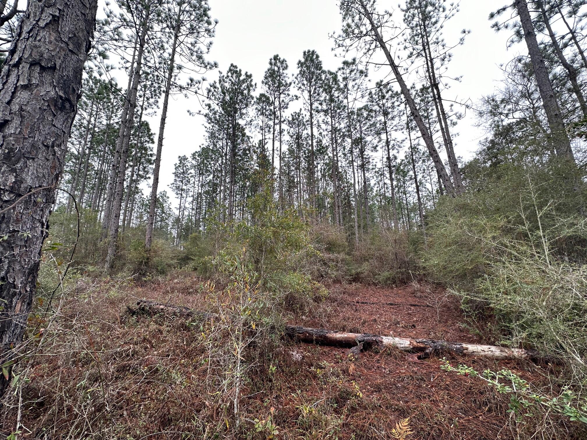 Tract#6418 South Mattox Springs Rd Unit S1  