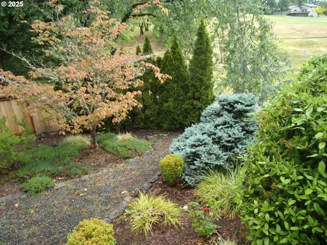 a view of a tree in a yard