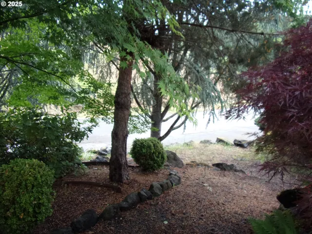 a view of a yard with a tree