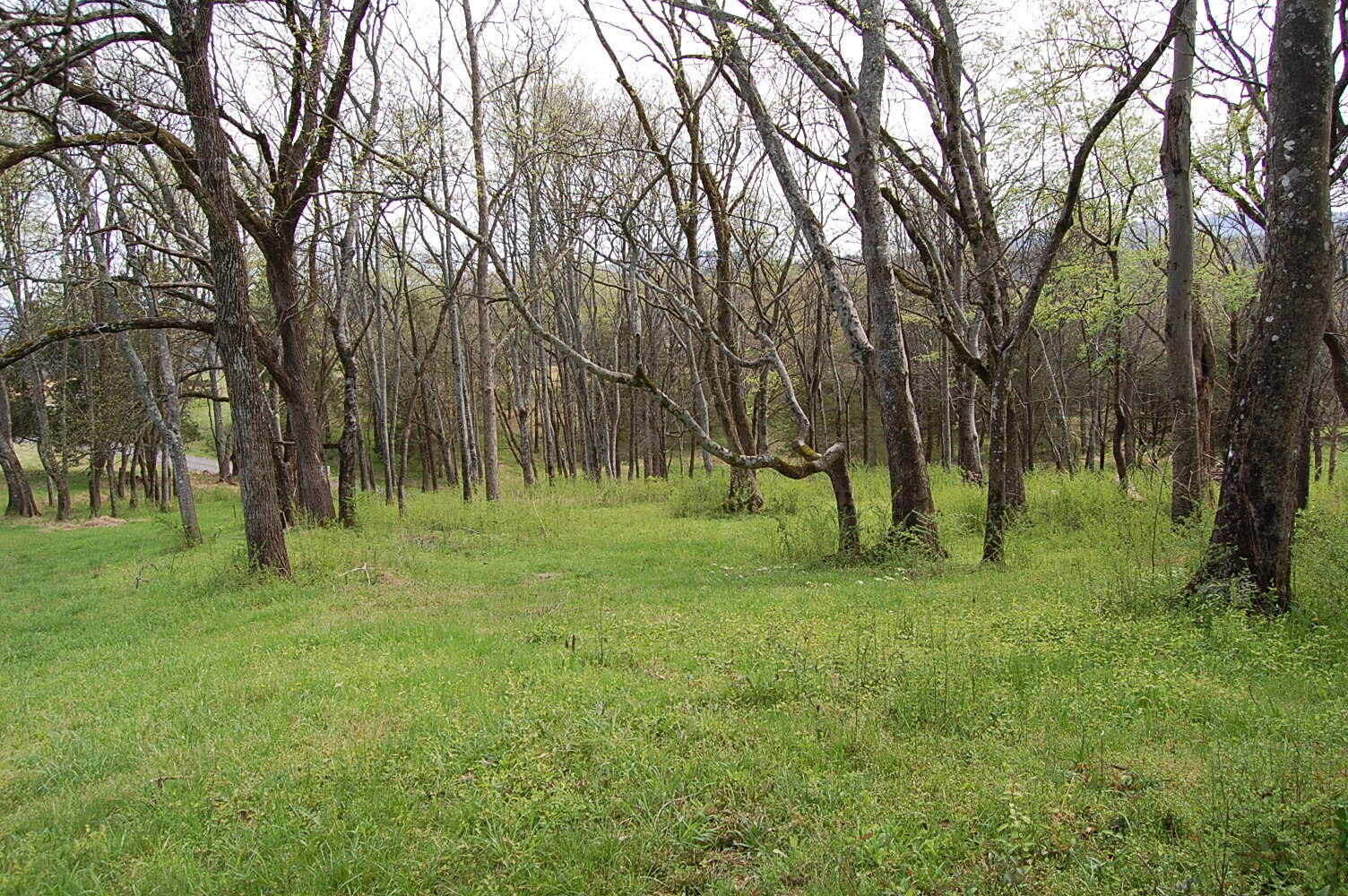 2 Riverbend Lane Dunlap, TN 37327 - Photo 14 of 38 DSC_0014