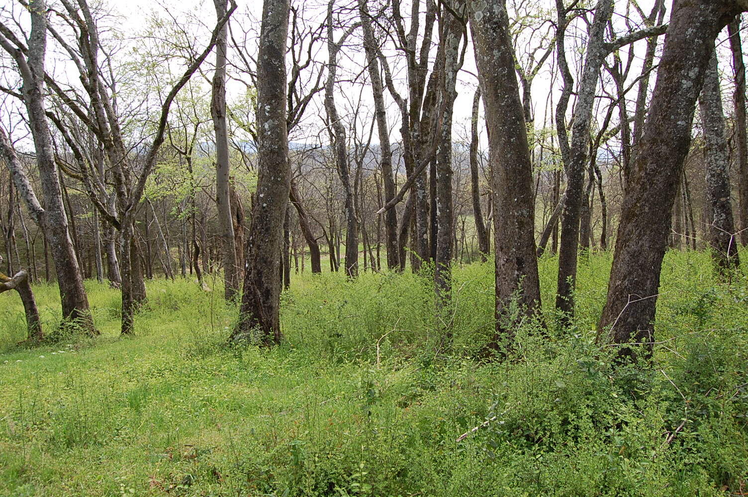 2 Riverbend Lane Dunlap, TN 37327 - Photo 15 of 38 DSC_0015