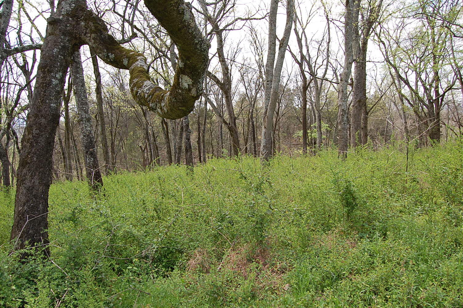 2 Riverbend Lane Dunlap, TN 37327 - Photo 16 of 38 DSC_0016
