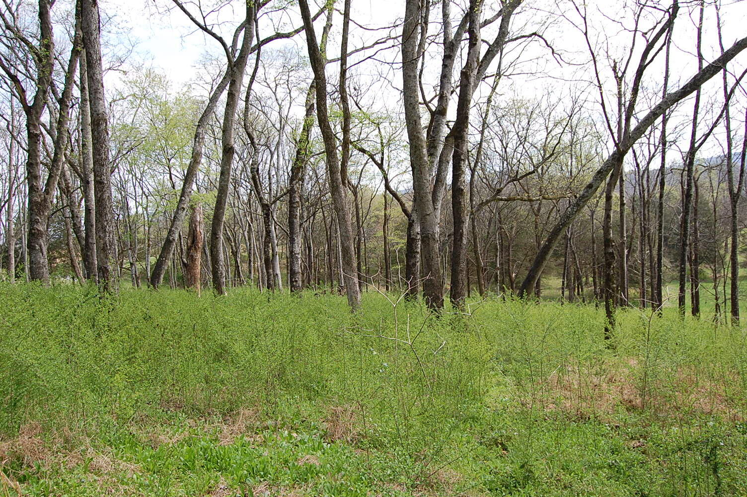 2 Riverbend Lane Dunlap, TN 37327 - Photo 18 of 38 DSC_0018