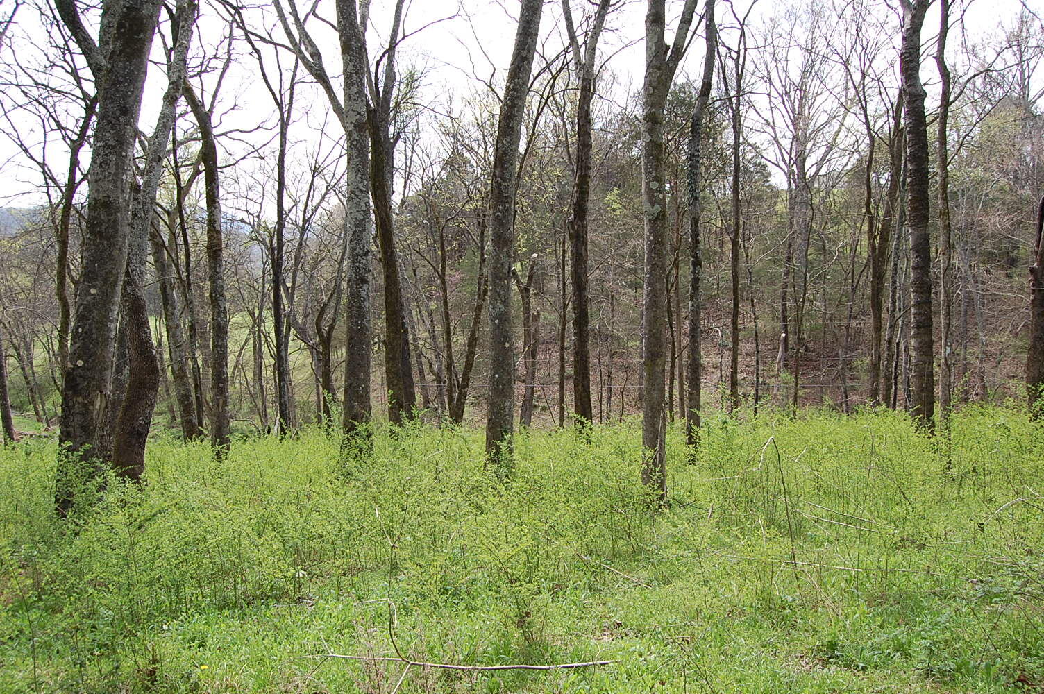 2 Riverbend Lane Dunlap, TN 37327 - Photo 20 of 38 DSC_0020