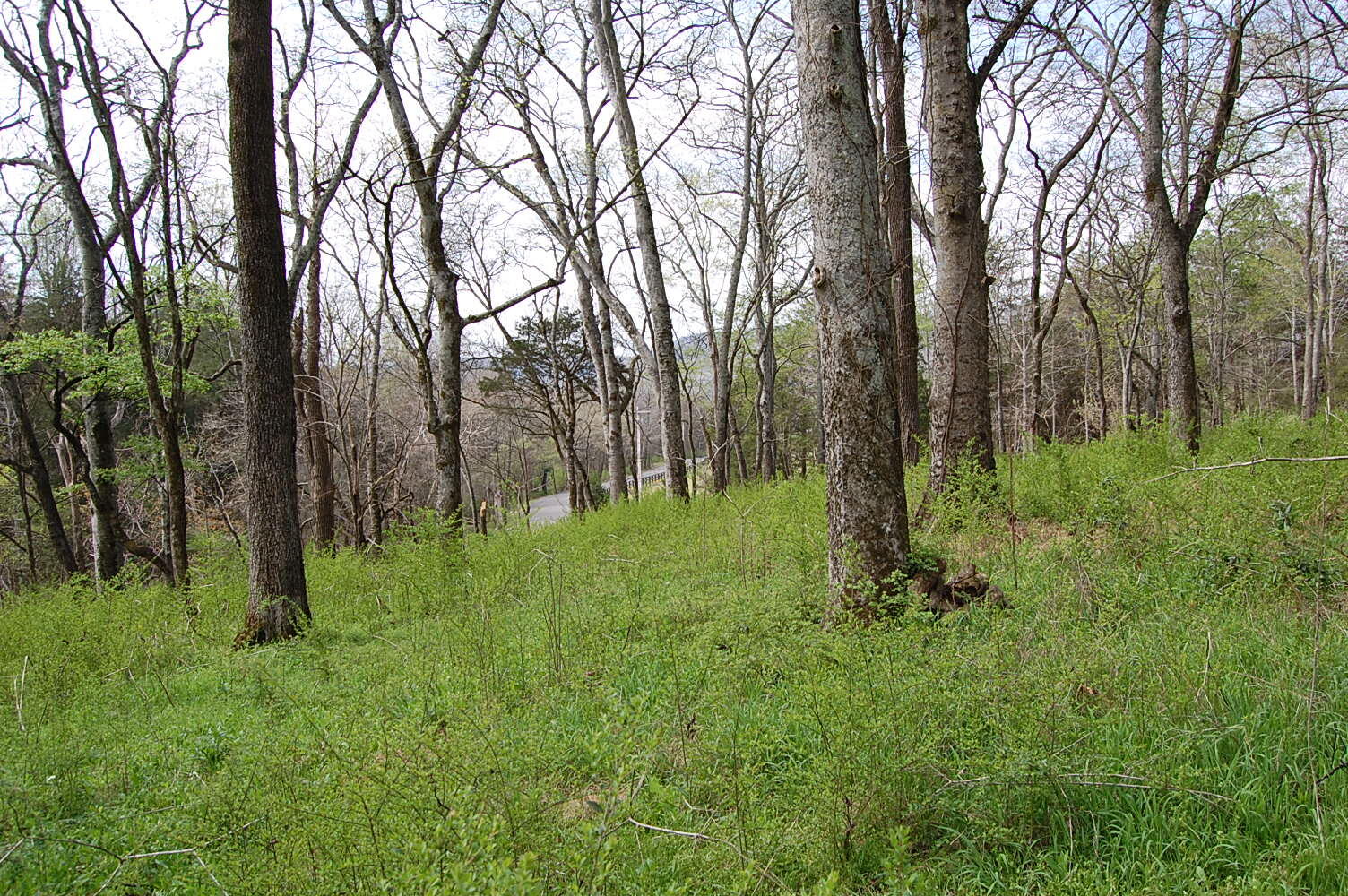 2 Riverbend Lane Dunlap, TN 37327 - Photo 22 of 38 DSC_0022