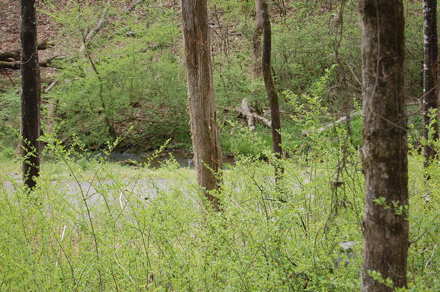 2 Riverbend Lane Dunlap, TN 37327 - Photo 30 of 38 DSC_0030