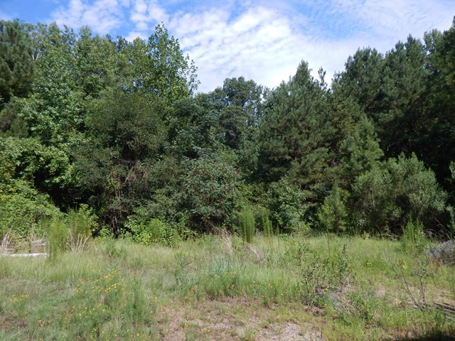826 McKay Road Gray, GA 31032 - Photo 28 of 28 a view of a lush green forest