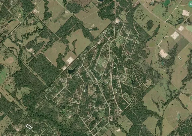 a picture of a tree in a forest