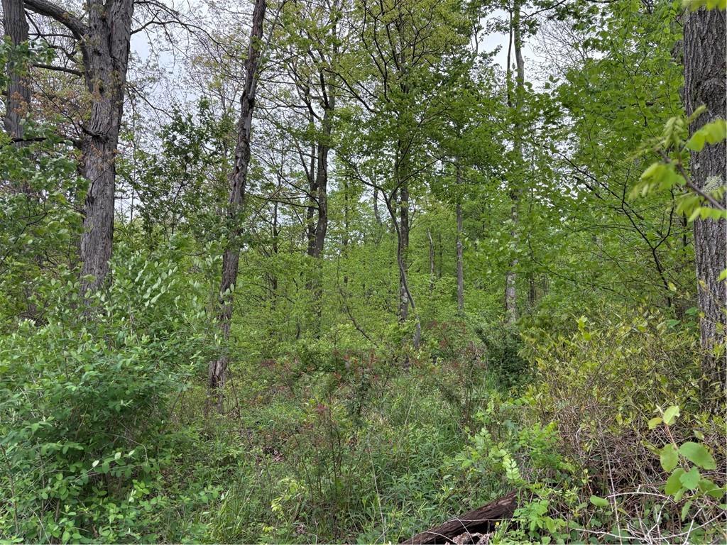 Lot 4 Cranberry Road Confluence, PA 15424 - Photo 12 of 12 a view of a lush green forest