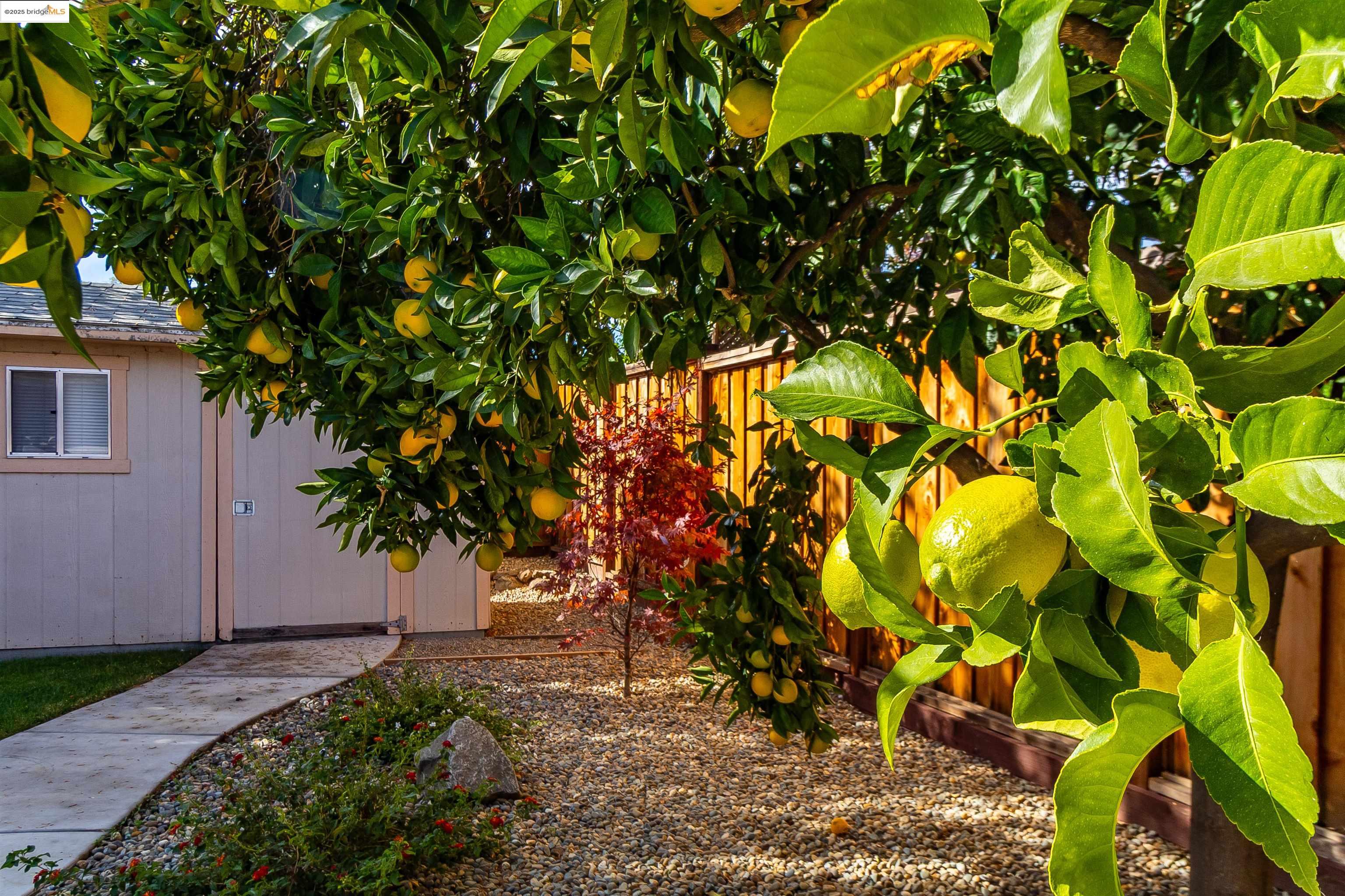 4656 Benbow Court Concord, CA 94521 - Photo 26 of 32 a view of tree in front of a house