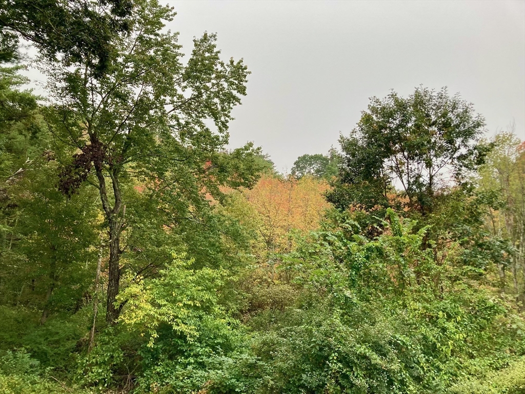 5 Oakwood Road Acton, MA 01720 - Photo 16 of 17 a view of a tree with a tree