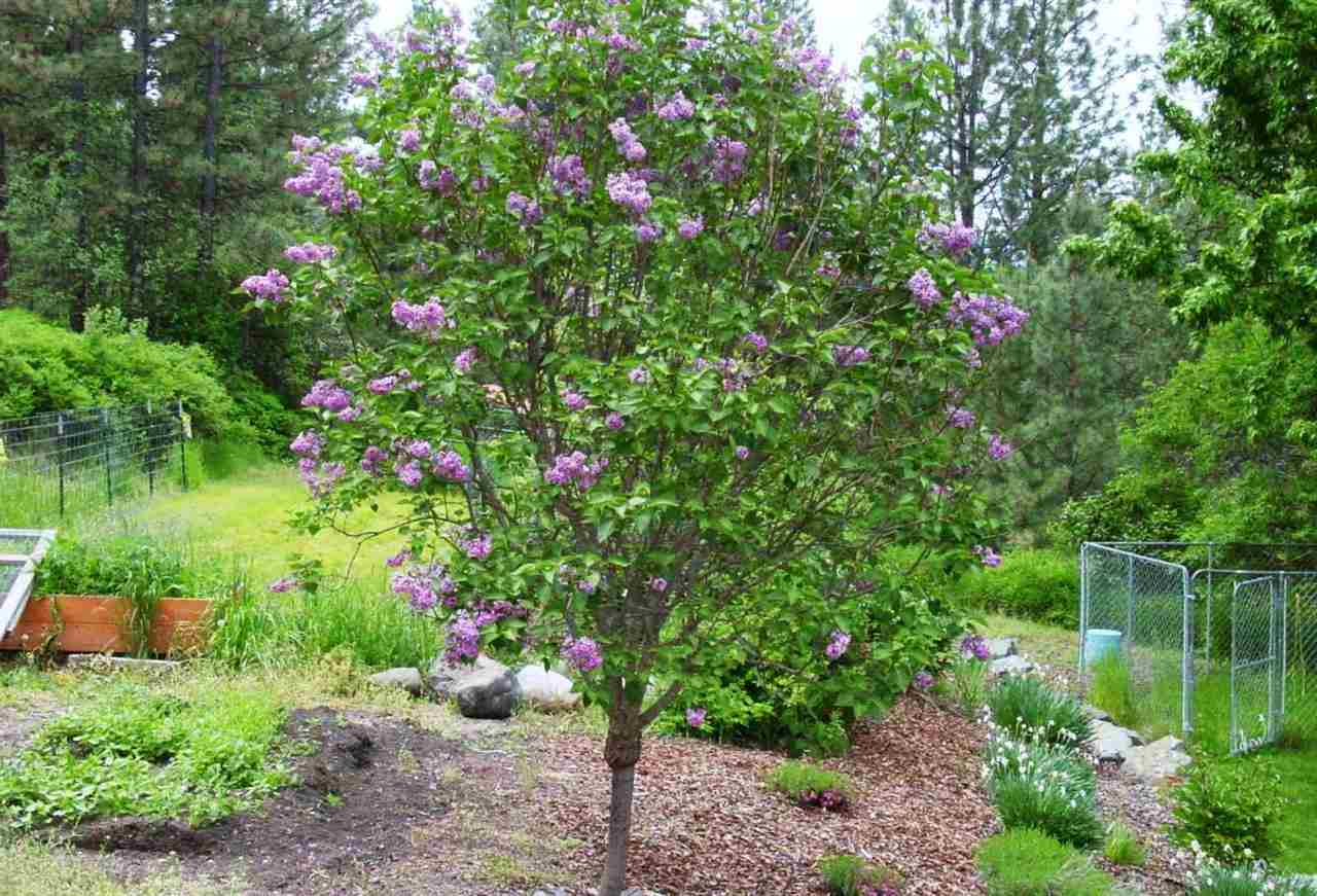 619 Rocky Lake Road Colville, WA 99114 - Photo 19 of 20