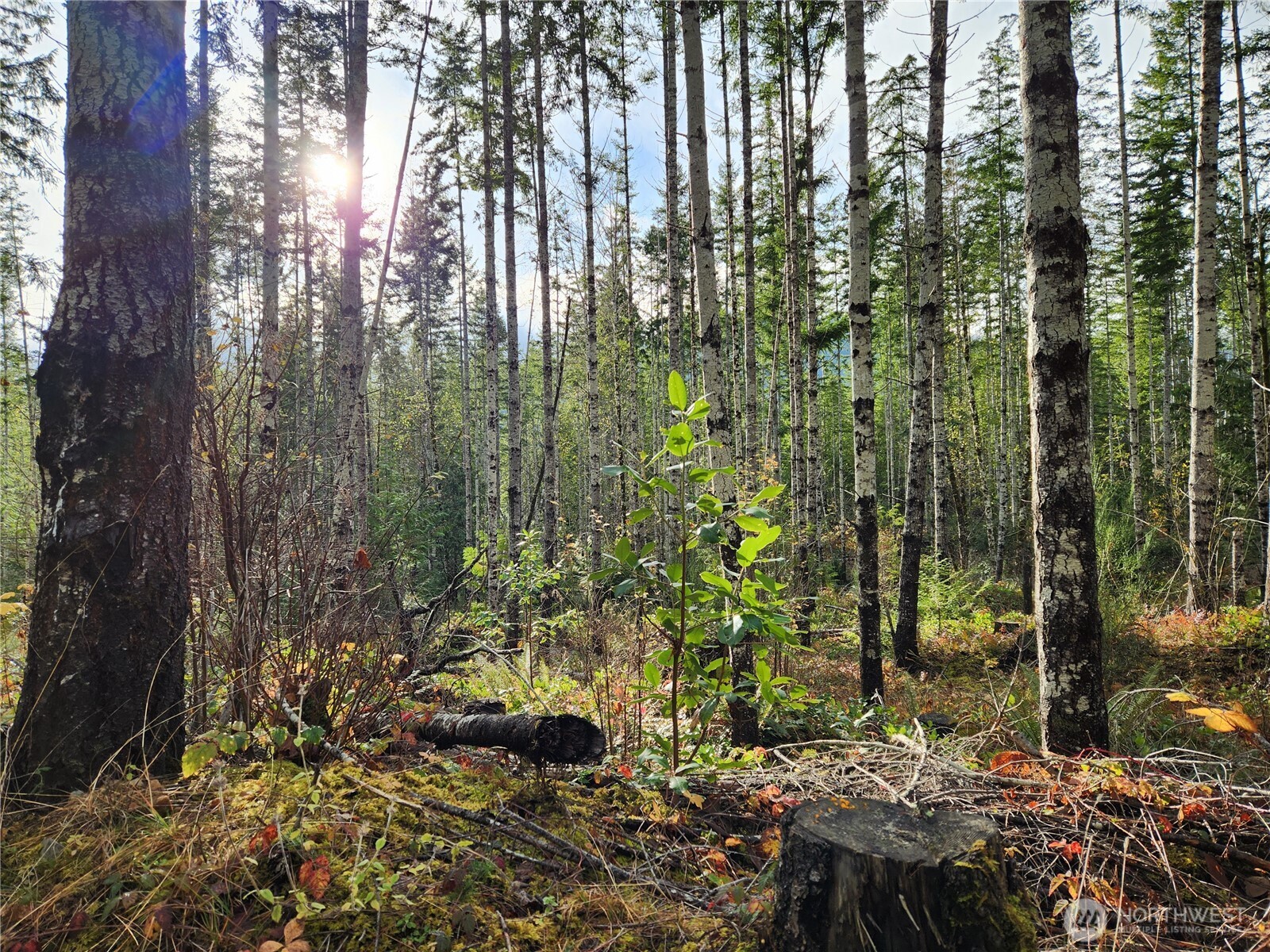 0 Rocky Brook Road, Unit LOT I Brinnon, WA 98320 - Photo 2 of 9 a view of forest