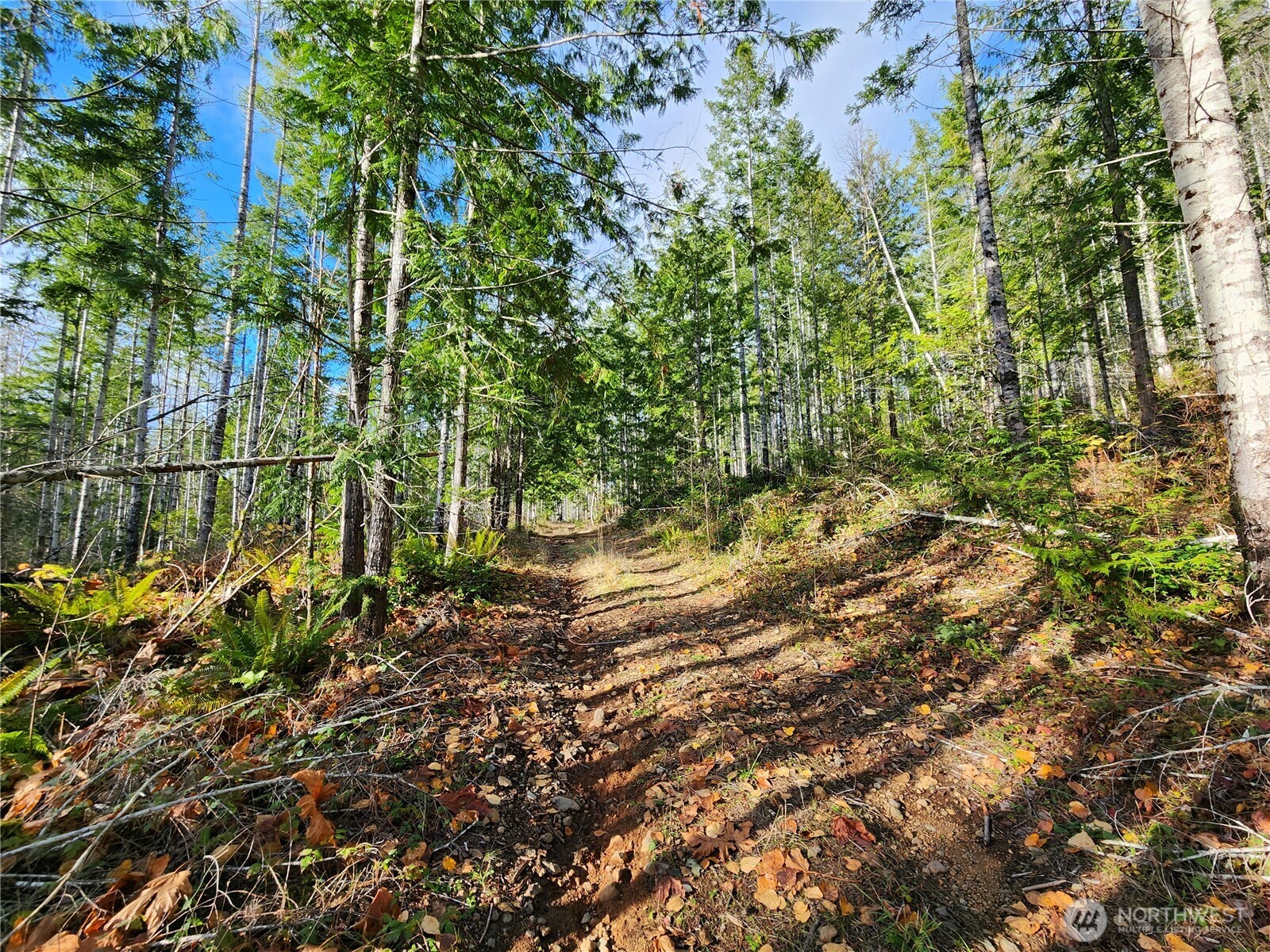 0 Rocky Brook Road, Unit LOT I Brinnon, WA 98320 - Photo 3 of 9 a view of a yard with plants and large trees