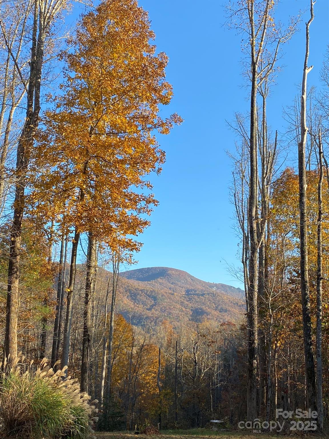 813 Beech Tree Place Hendersonville, NC 28792 - Photo 45 of 46 a view of a yard with a tree