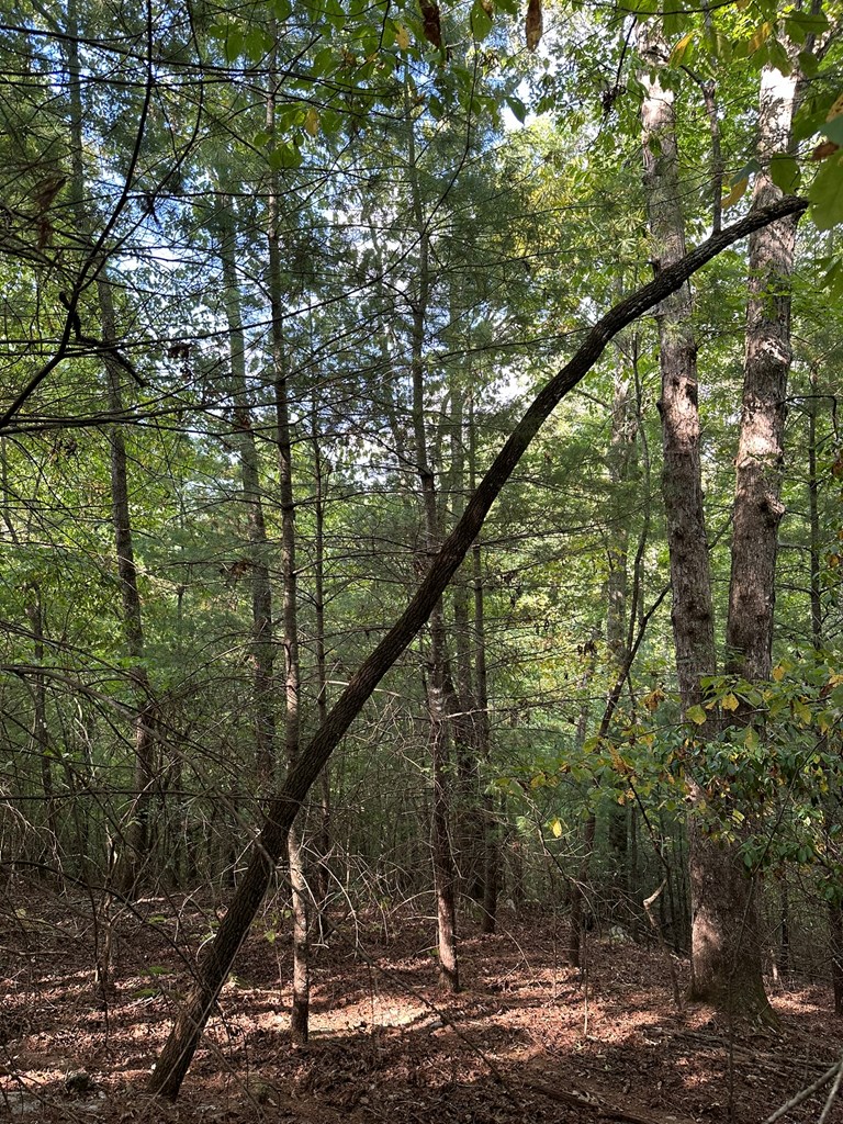 2 Kyle-arp Blue Ridge Blue Ridge, GA 30513 - Photo 32 of 39 Gallery Image 32