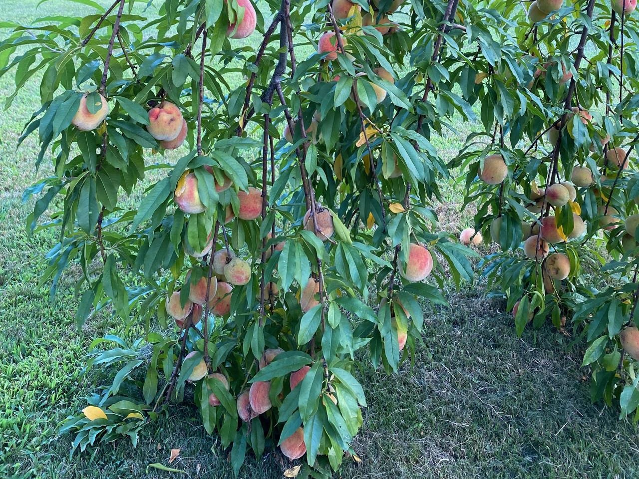 44 Drake Woods Road Bristol, VT 05443 - Photo 62 of 70
