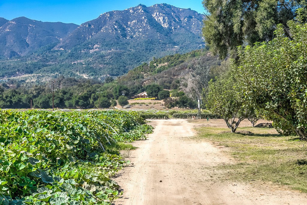 40635 De Luz Road Fallbrook, CA 92028 - Photo 4 of 75