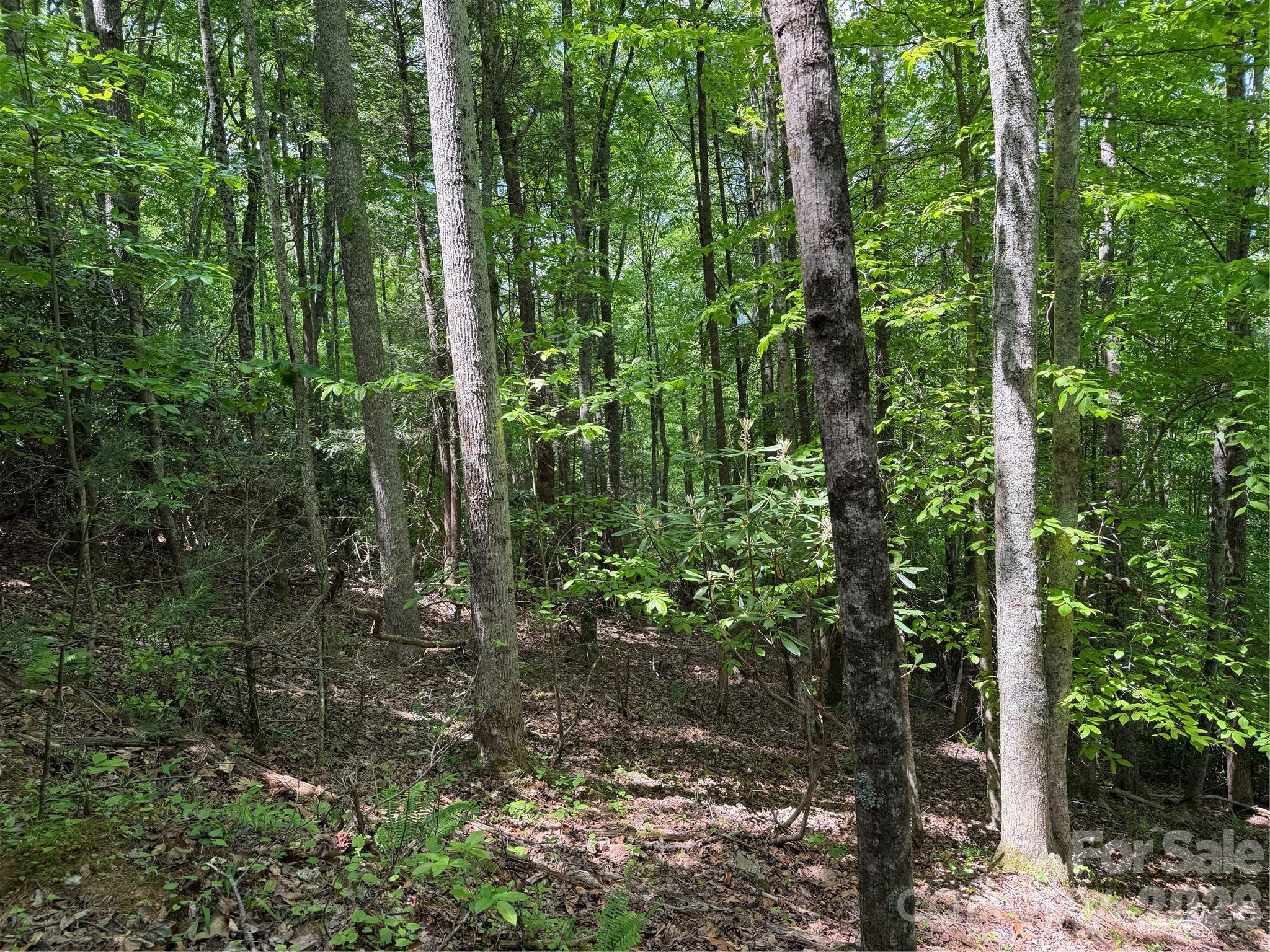 408 Arvil Gosnell Road Marshall, NC 28753 - Photo 11 of 31 a view of forest