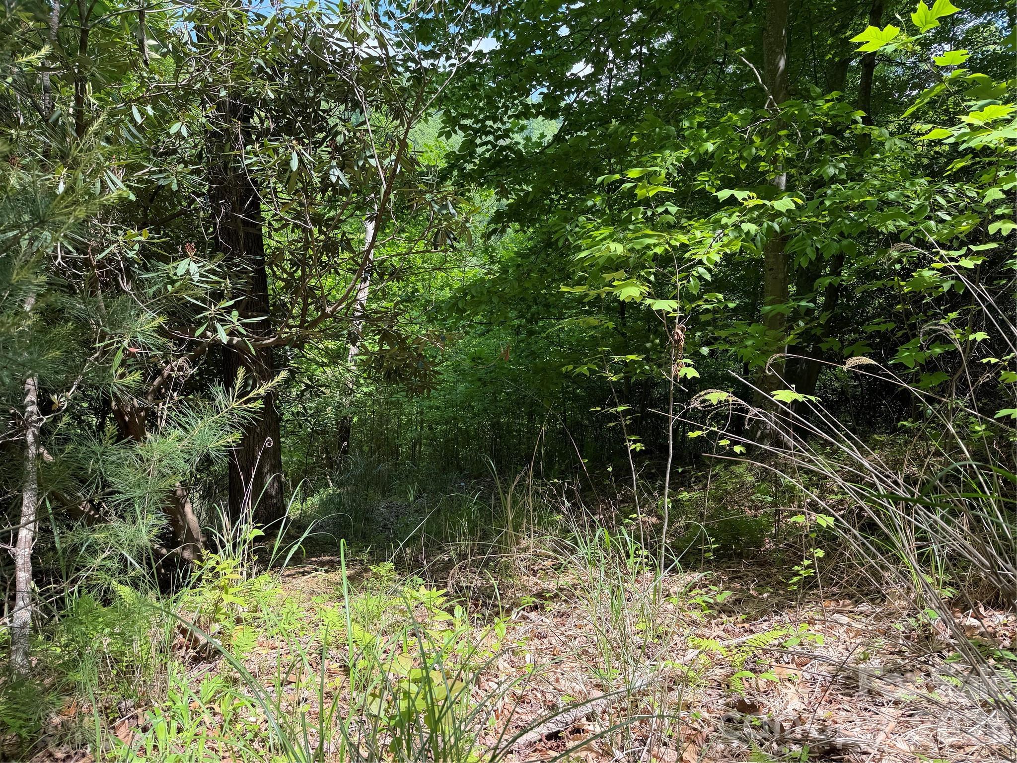 408 Arvil Gosnell Road Marshall, NC 28753 - Photo 12 of 31 a view of a garden