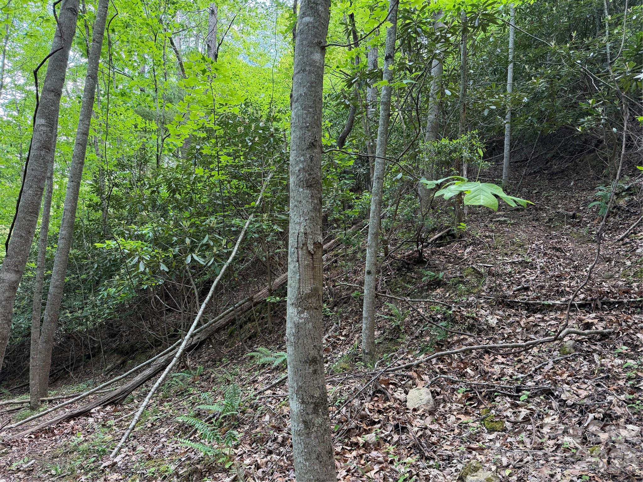 408 Arvil Gosnell Road Marshall, NC 28753 - Photo 14 of 31 a view of a forest with trees