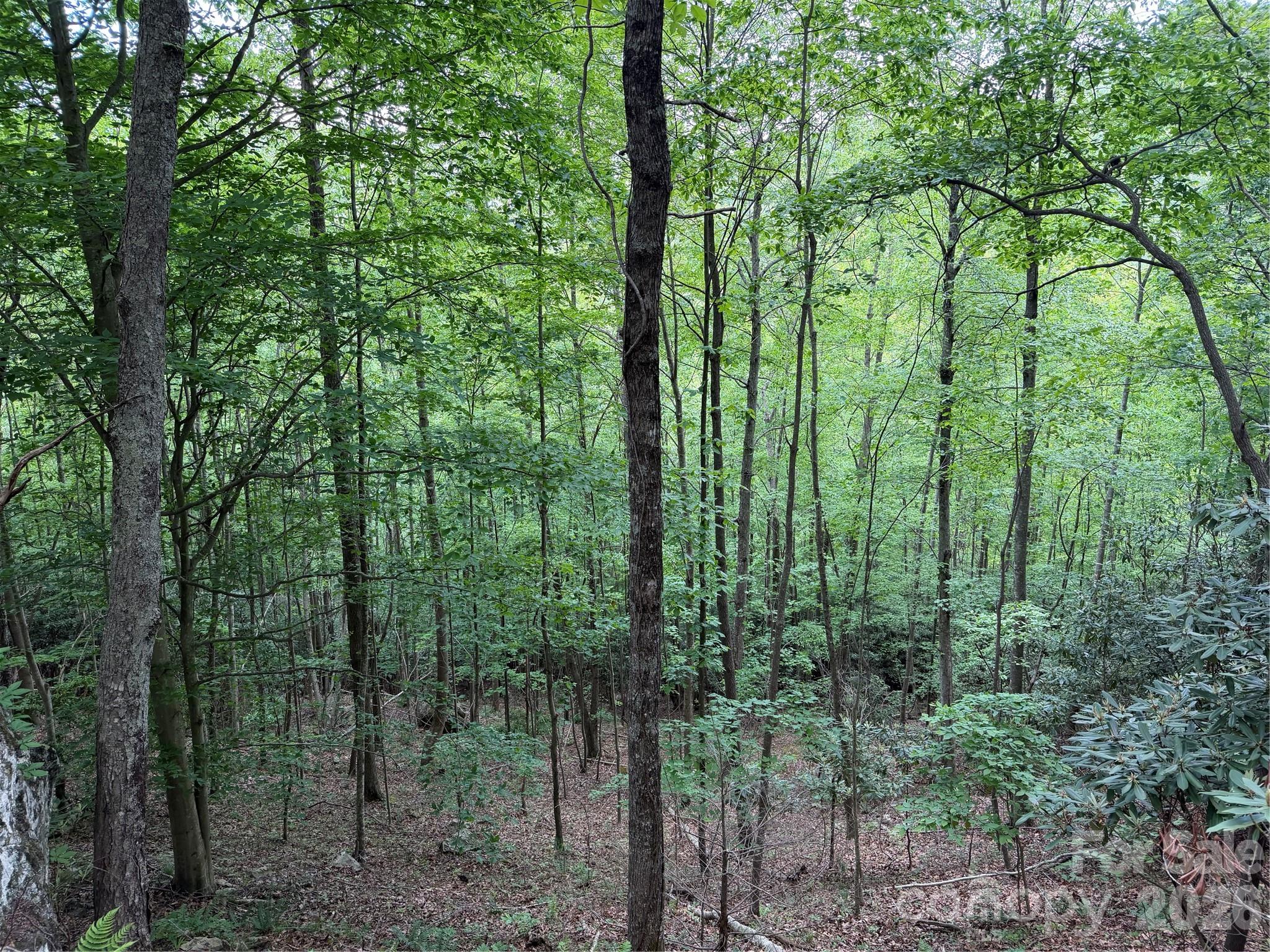 408 Arvil Gosnell Road Marshall, NC 28753 - Photo 15 of 31 a view of forest