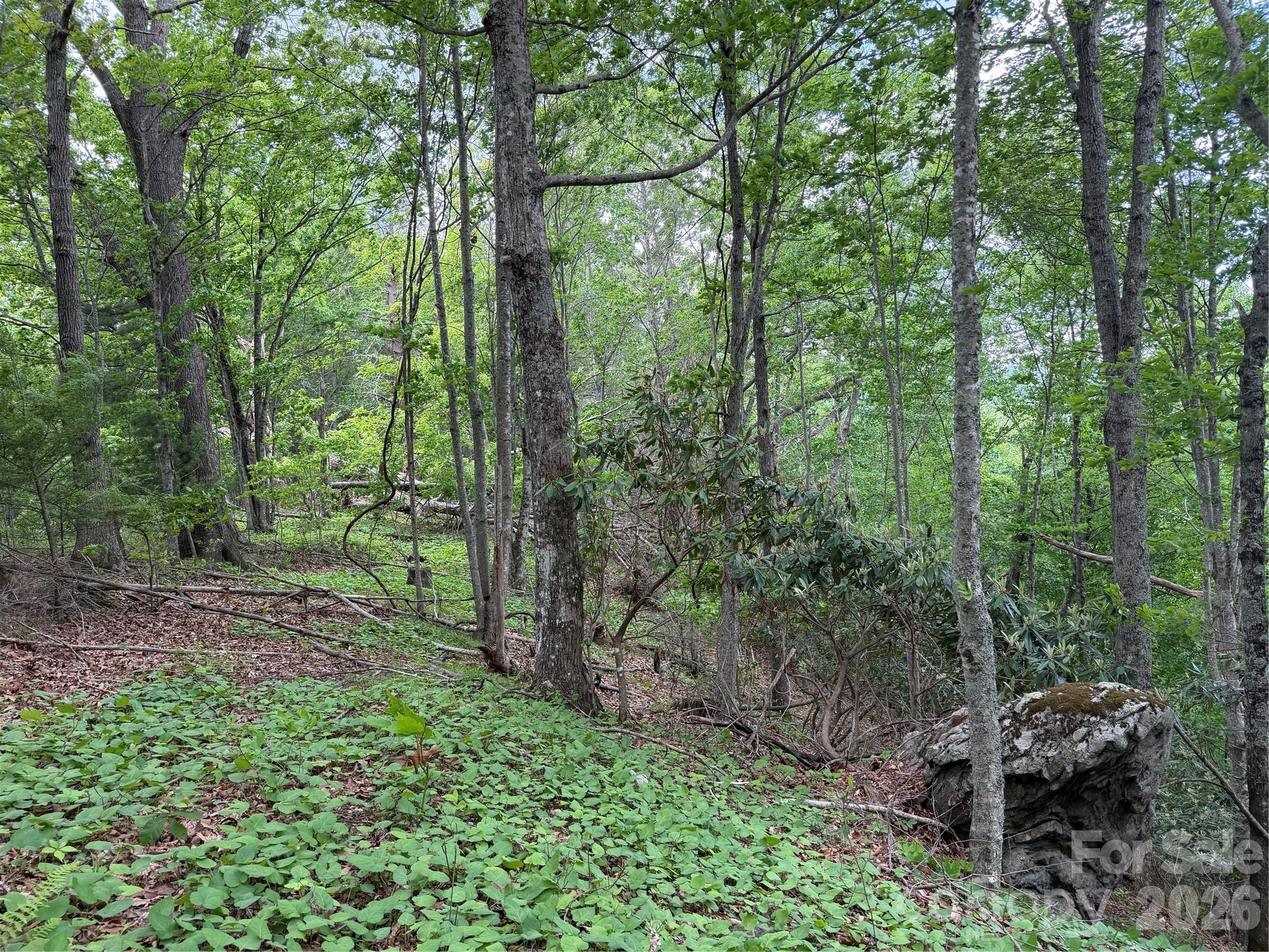 408 Arvil Gosnell Road Marshall, NC 28753 - Photo 16 of 31 a view of a forest with trees