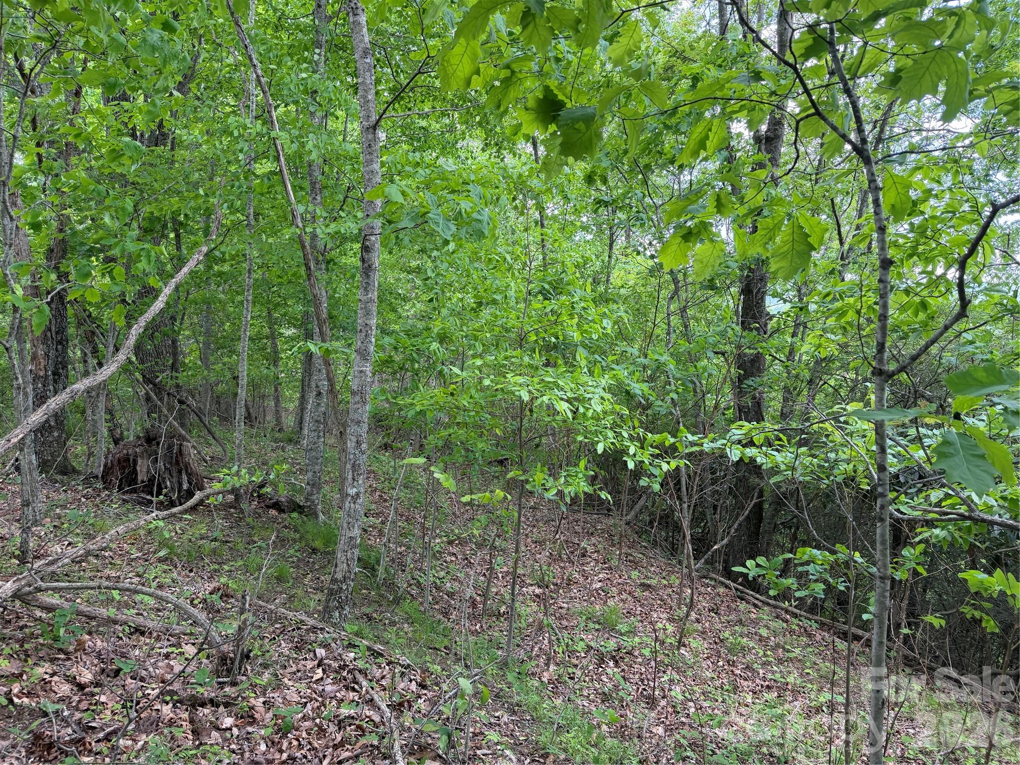 408 Arvil Gosnell Road Marshall, NC 28753 - Photo 17 of 31 a view of a forest with lots of trees