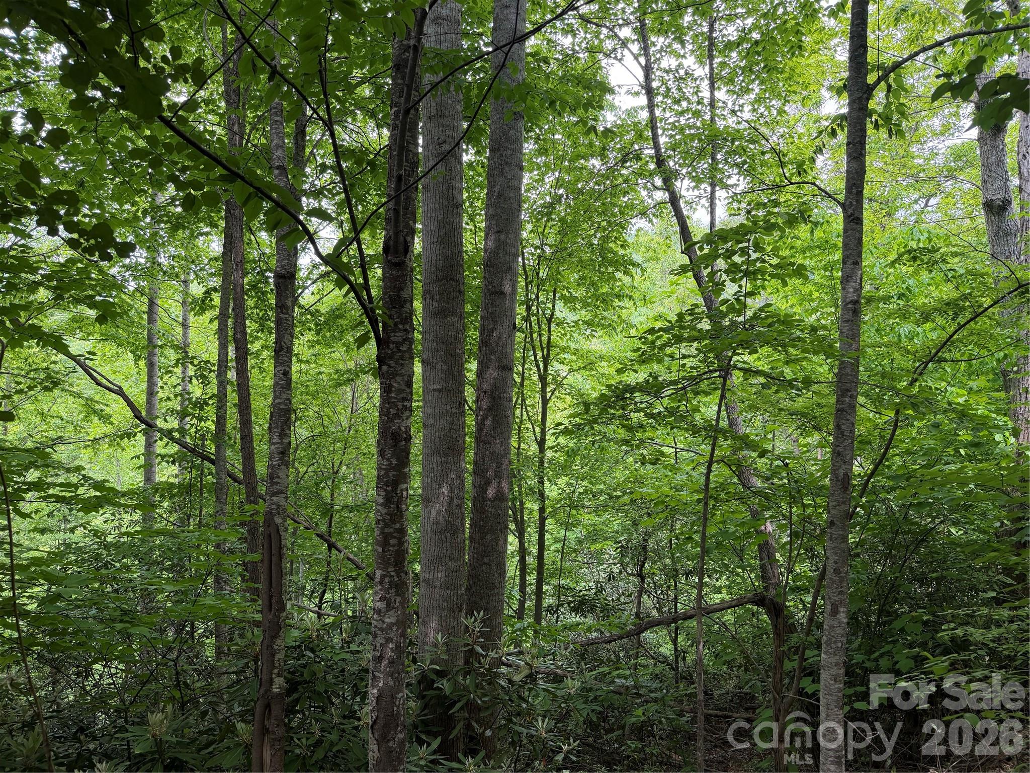 408 Arvil Gosnell Road Marshall, NC 28753 - Photo 18 of 31 a view of outdoor space and trees